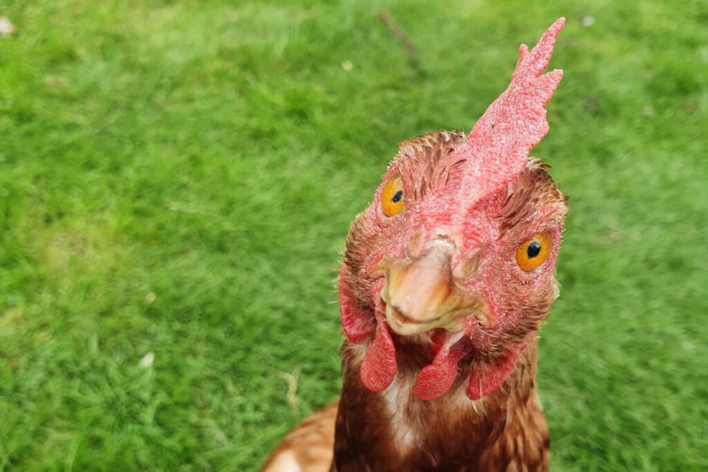 Reflections While Chicken Sitting - Trainer, Coach & Mentor For Global 